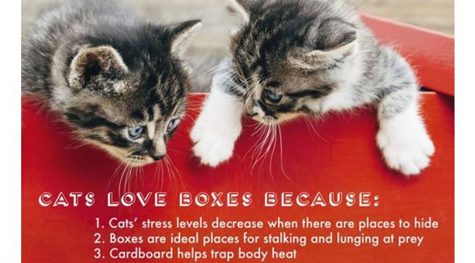 Kucing suka di kotak (Via: 9gag.com)