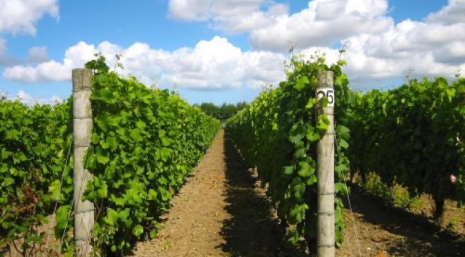 Barnsole Vineyard, Kent. | via: visitkent.co.uk