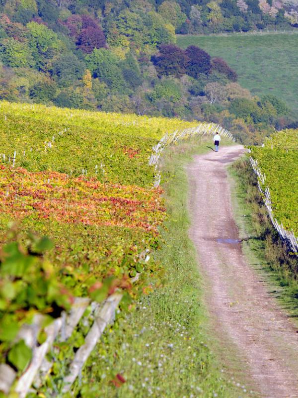 Denbies Wine Estate, Surrey. | via: buzzfeed.com