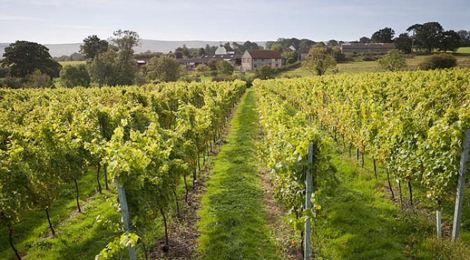 Court Garden Vineyard, East Sussex. | via: buzzfeed.com