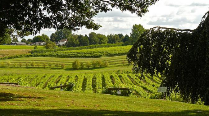 Three Choirs Vineyard, Gloucestershire. | via: buzzfeed.com