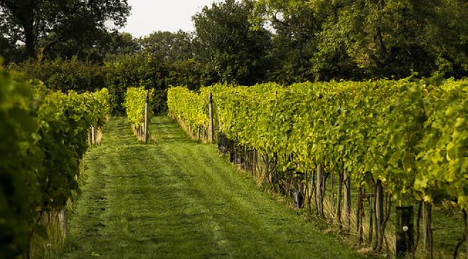 Yorkshire Heart Vineyard & Brewery, Yorkshire. | via: buzzfeed.com