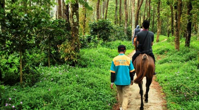 Pengunjung bisa menggunakan jasa sewa kuda untuk menjamahikompleks Candi Gedongsongo