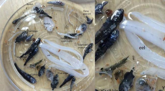 Hewan-hewan yang ditemukan di perairan (foto: Mirror Online).