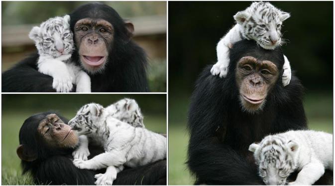 Meski berbeda jenis, simpanse dan anak harimau putih ini bisa hidup saling berdampingan. (Oddity Central)