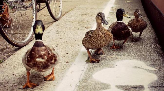 Bebek menyeberangi jalan raya