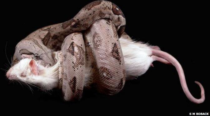 Ilmuwan menggunakan tikus yang dibius untuk meneliti efek lilitan ular boa (Scott Boback)