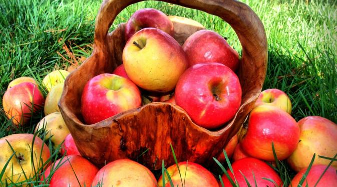 Buah apel mengandung zat yang bisa menguatkan dan bisa memutihkan gigi. Ketika gigi  menguyah daging dari buah apel, secara tidak bersamaan daging buah apel sedang membunuh flek kuning dan juga menjaga ketahanan gigi. (Ilustrasi Istimewa)