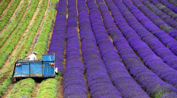 Ungu akan mendominasi penglihatan Anda ketika bertandang ke perkebunan lavender.