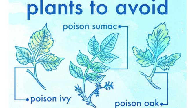 Kenali tumbuhan beracun (Via: buzzfeed.com)