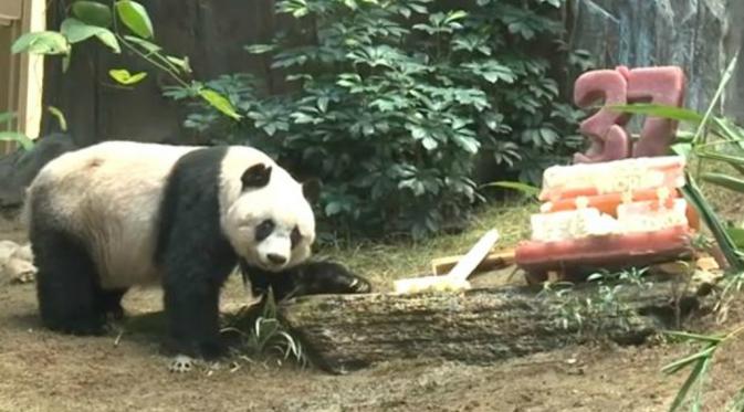 Jia Jia bukanlah sembarang panda. Ia merupakan pemegang 2 rekor panda tertua pada Guinness World Records. (Mirror.co.uk)
