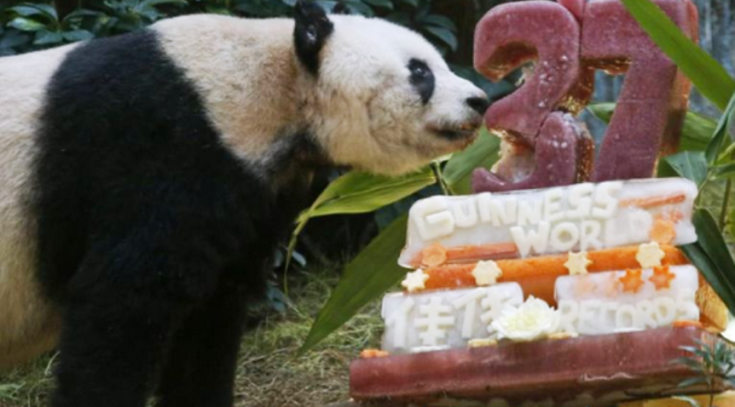 Jia-jia sedang menikmati kue ulang tahunnya ke-37 tahun. (Foto: AP/Kin Cheung)