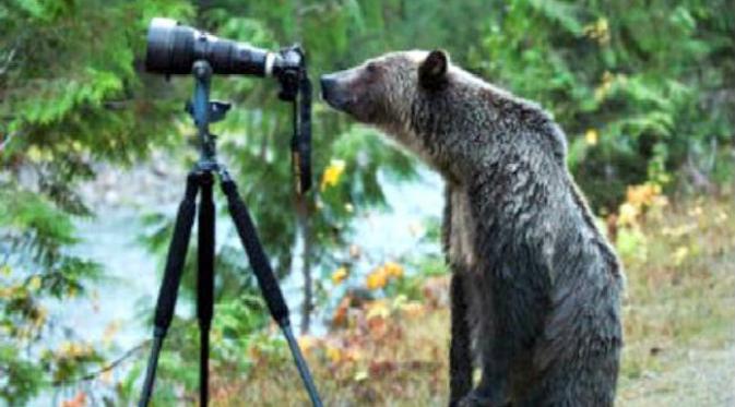 aksi si beruang saat mencoba menggunakan kamera