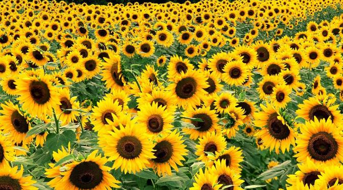 Bunga Matahari  dipercaya memiliki nilai gaib. Sebagian masyarakat Jawa beranggapan bahwa bunga matahari dapat mencegah dan melindungi orang dari marabahaya. (Reuters)