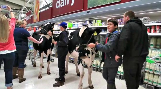 Dua ekor sapi di Inggris menjadi bagian dari unjuk rasa perihal harga jual susu sapi.
