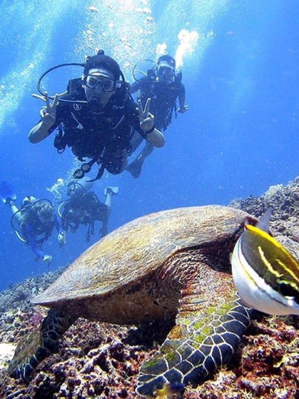Turtle Point, Gili Meno, Lombok, NTB. | via: wowshack.com