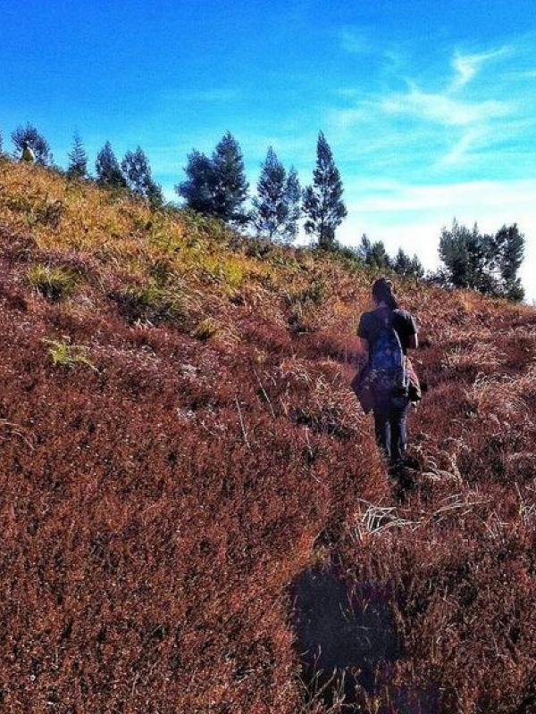 Savana Gunung Prau. | via: instagram.com/kellymariesky