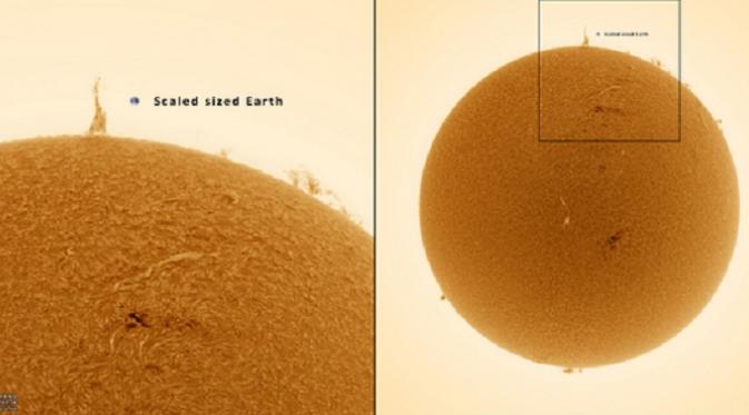 Perbandingan lidah matahari dengan ukuran bumi (Sumber : space.com)