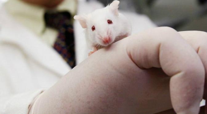 peneliti mengubah gen tunggal dalam DNA tikus untuk memblokir PDE4B