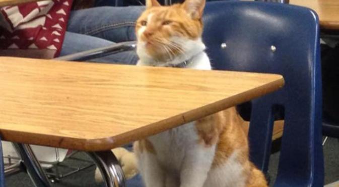 Bubba, kucing orange menggemaskan ini selalu hadir di kelas setiap hari 