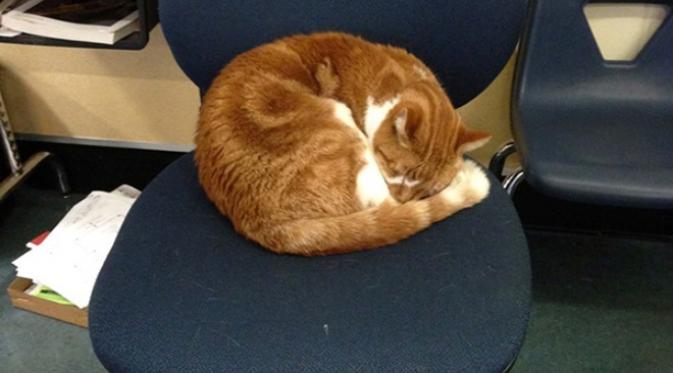 Bubba, kucing orange menggemaskan ini selalu hadir di kelas setiap hari