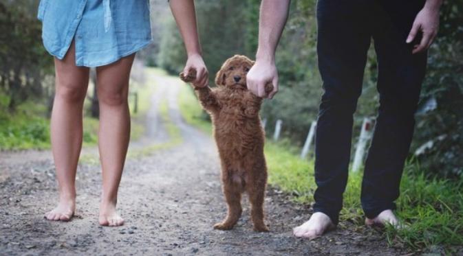 Pasangan ini melakukan photoshoot kelahiran bayi pertama dengan anjing mereka