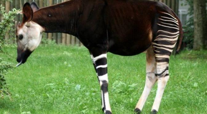 Jerapah + Zebra = Okapi | via: sharethe.buzz.com
