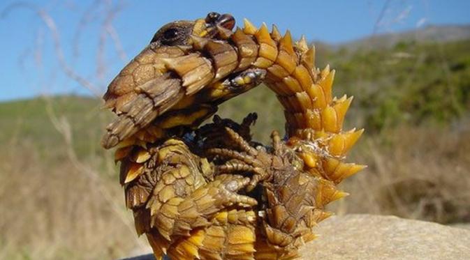 Ular + Kadal = Kadal Armadillo | via: sharethe.buzz.com