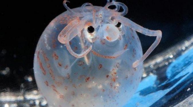 Babi + Cumi = Cumi Babi | via: sharethe.buzz.com