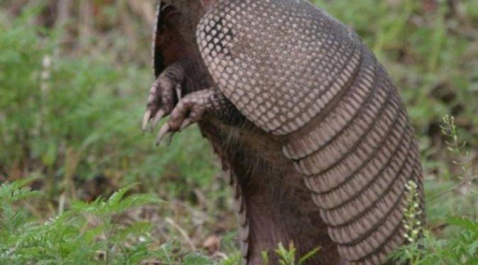 Kura Kura + Landak = Armadillo | via: sharethe.buzz.com