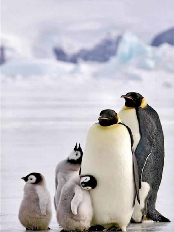 10 Fakta Penguin yang Jarang Diketahui Orang Banyak - Lifestyle