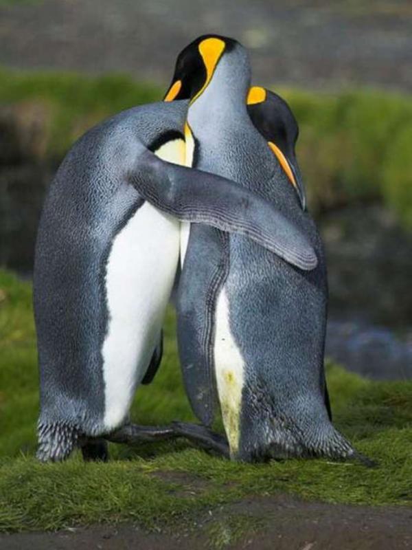 10 Fakta Penguin yang Jarang Diketahui Orang Banyak - Lifestyle
