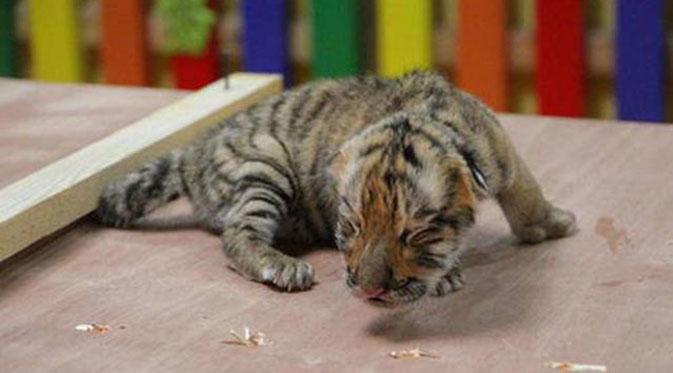 Terlahir sebagai anak kembar empat pada 16 agustus 2015 ini satu-satunya anak harimau yang ditolak oleh ibunya.