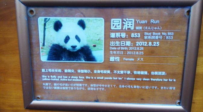 Panda bernama Yuan Run merayakan ulang tahunnya yang ke-3 (Liputan6/Elin Yunita)