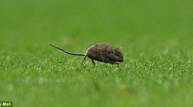 HAMA TIKUS - Markas Manchester United, Stadion Old Trafford, diserang hama tikus. (Daily Mail)