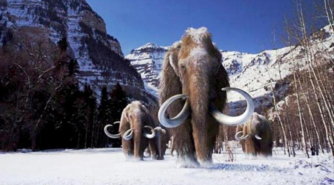 Para ilmuwan ingin menghidupkan kembali mammoth (Reuters)