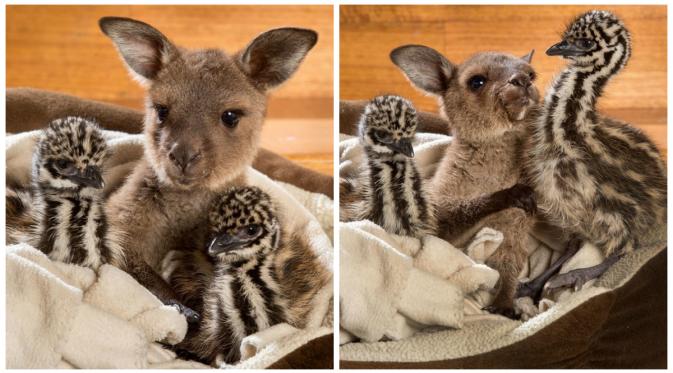 Reuben si kanguru bersama burung Emu. (Buzz Feed)