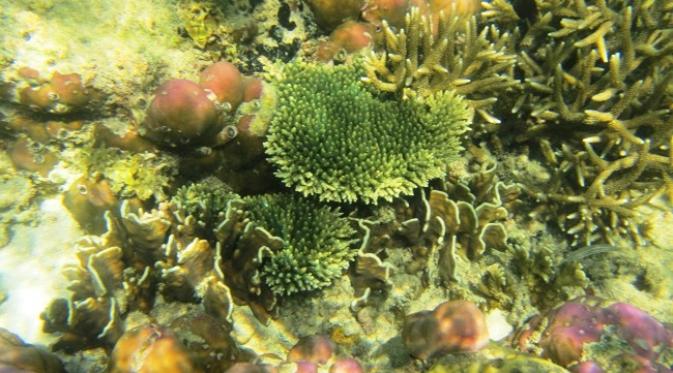 Keindahan terumbu karang Pulau Samalona