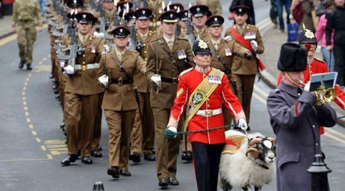 Kolonel dari Resimen Angkatan Darat Inggris, Brigadir Andrew, menganugerahi bintang kehormatan bagi domba yang kini berpangkat Kopral Derby.