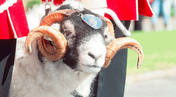 Seekor domba yang merupakan maskot dari resimen Angkatan Darat Inggris dipromosikan berpangkat kopral dalam sebuah parade. 