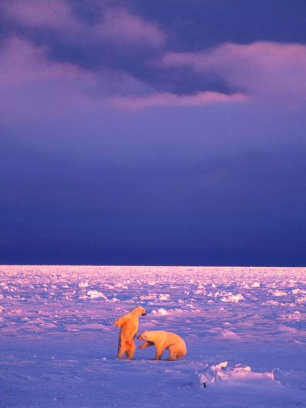 10 Bukti Kutub Juga Punya Pesona di Celah Dinding-dinding Es. | via: National Geographic/Paul Nicklen