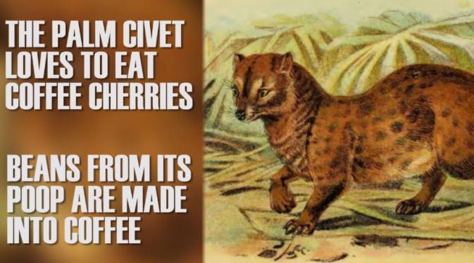 Luwak senang memakan biji kopi, dan kotorannya dibuat kopi. (Via: youtube.com/BuzzfeedVideo)