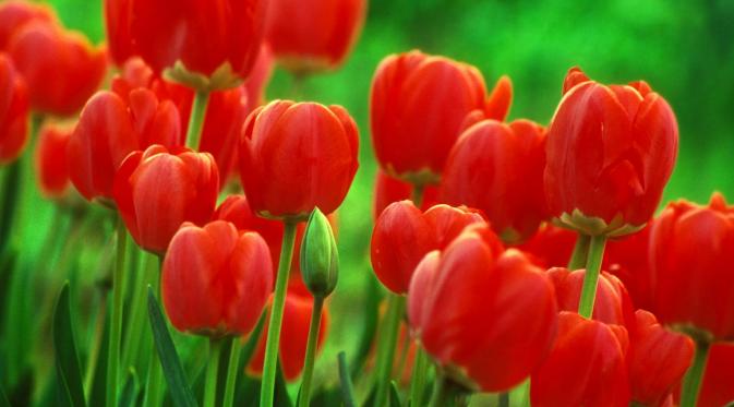 Tulip (Via: hamiltongardens.co.nz)