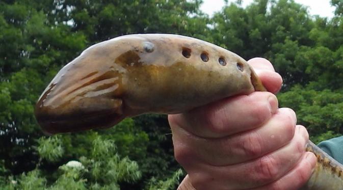 Ikan lamprey saat mulutnya menutup. (foto: ITV)