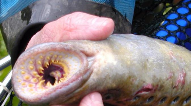 Ikan lamprey saat 'unjuk gigi' (foto: ITV)