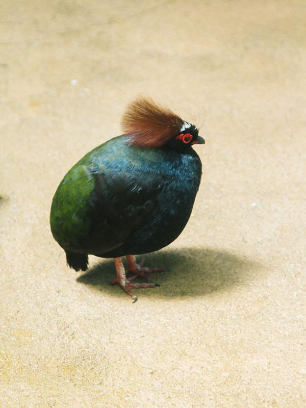 Burung kecil di Kebun Binatang Ueno, Tokyo. | via: boredpanda.com