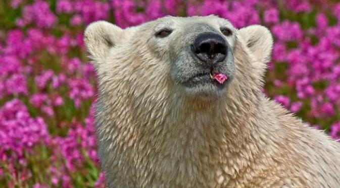 Si beruang juga ingin makan bunga?  (foto: Dennis Fast)