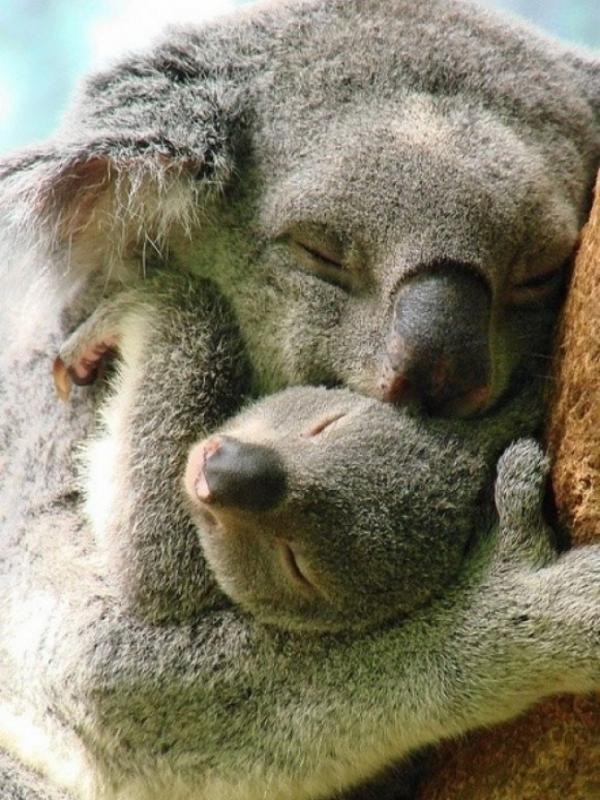 Koala. (Via: piterest.com)