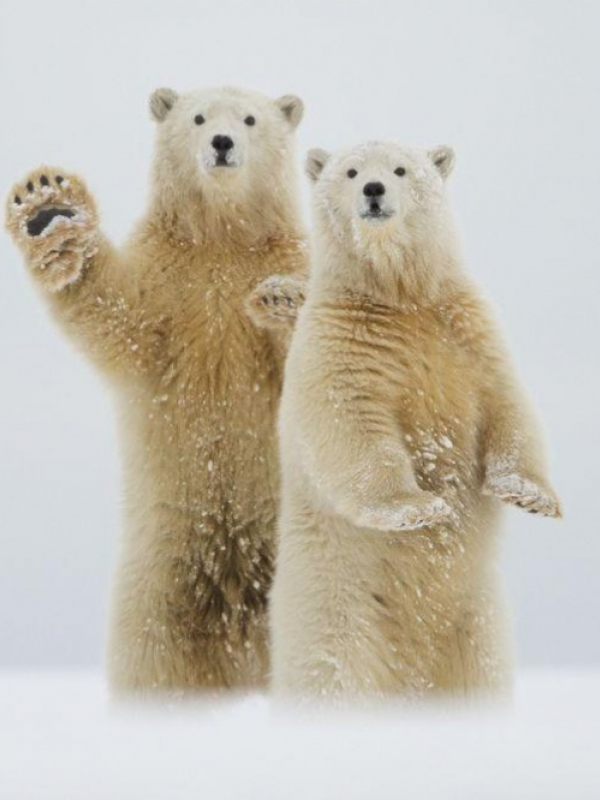 Salam dari Arktik yang tergambar dari dua beruang kutub, Kaktovik, Alaska. | via: travel.nationalgeographic.com