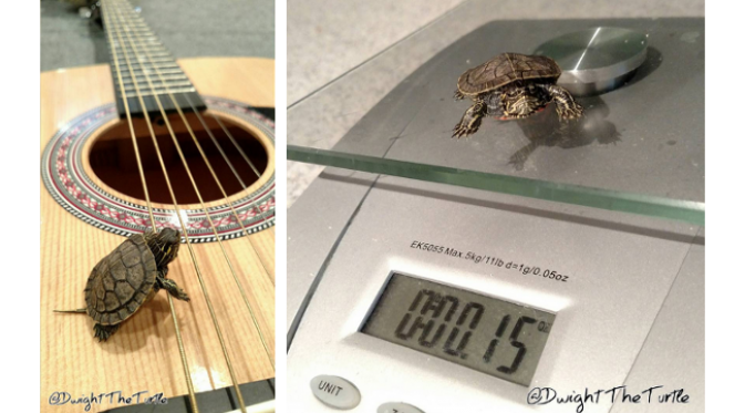 Dwight si kura-kura hanya memiliki berat tubuh 4 gram! (foto: instagram.com/dwighttheturtle)